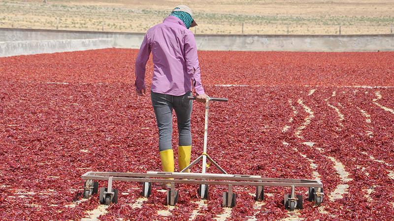 Gaziantep’ten 50 ülkeye, 50 milyon dolarlık pul biber ihracatı