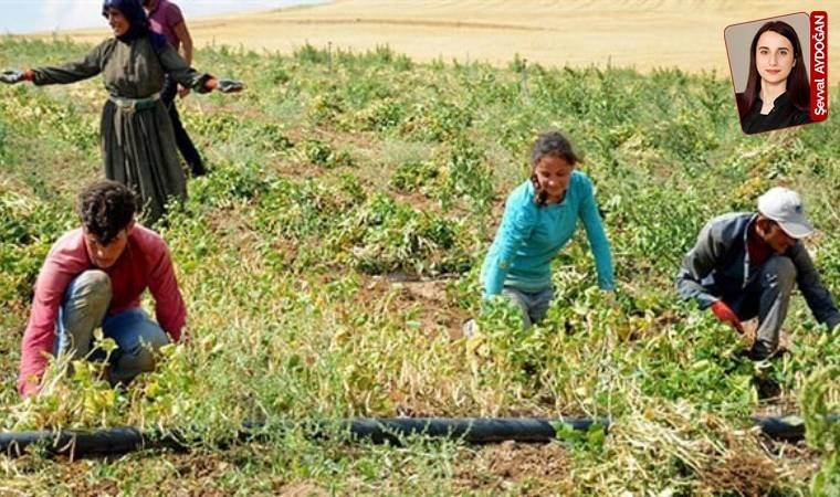 Baharın gelmesiyle mevsimlik gezici tarım işçileri ve çocuklarının yolculuğu başladı: Tarlaya çocuk göçü