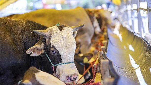 KURBANLIK FİYATLARI 2025: İşte Dana, Tosun, Düve, Koyun ve Keçi fiyatları