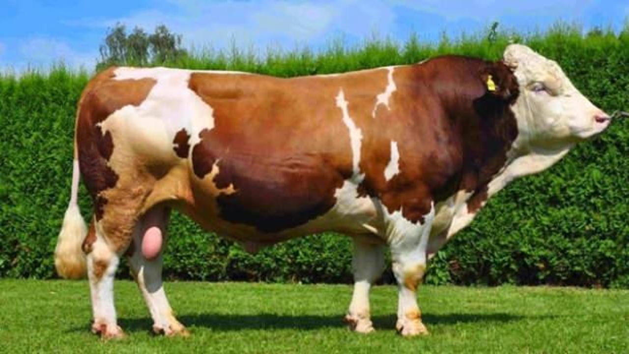 KURBANLIK FİYATLARI 2025: İşte Dana, Tosun, Düve, Koyun ve Keçi fiyatları