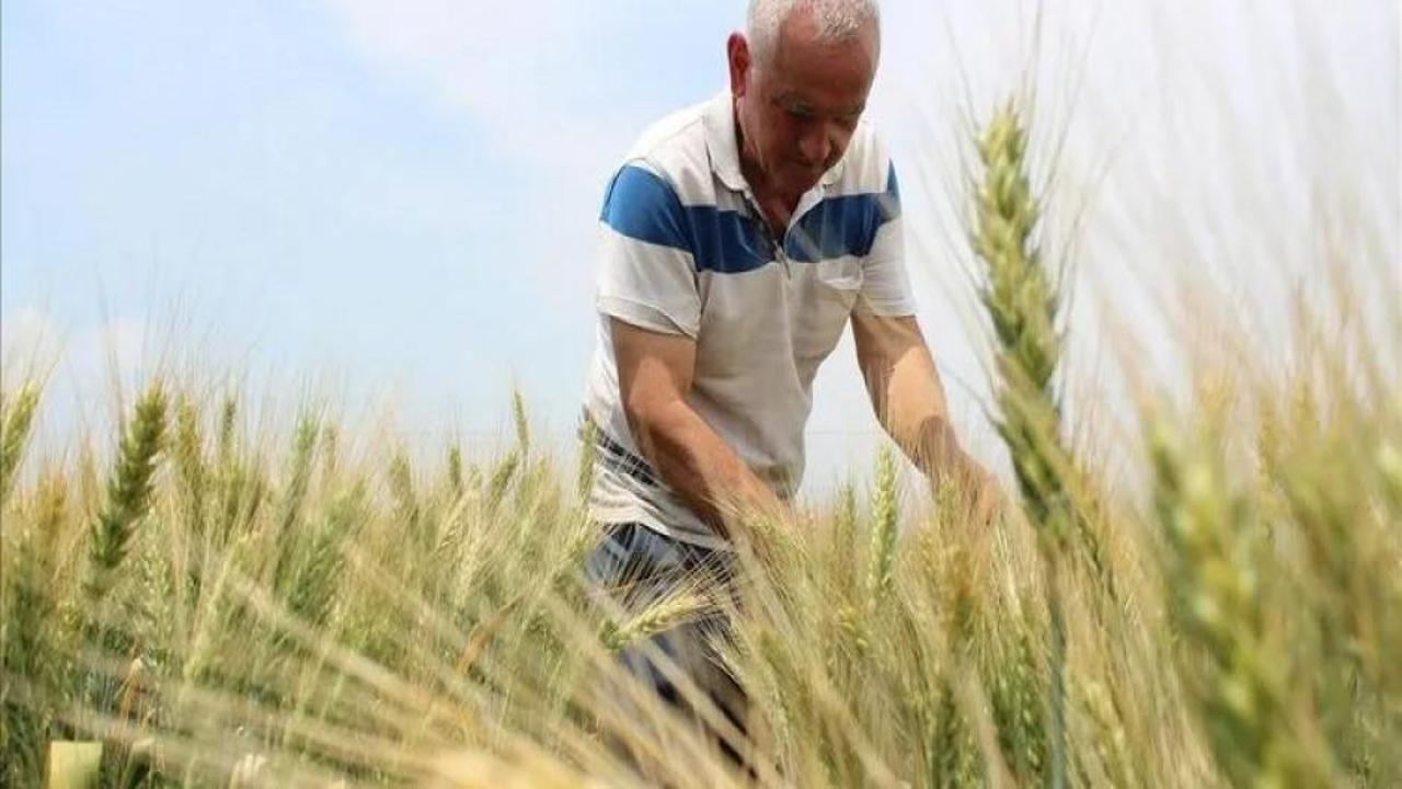 5,5 milyar liralık tarım desteği bugün çiftçilerin hesabına yatırılacak!