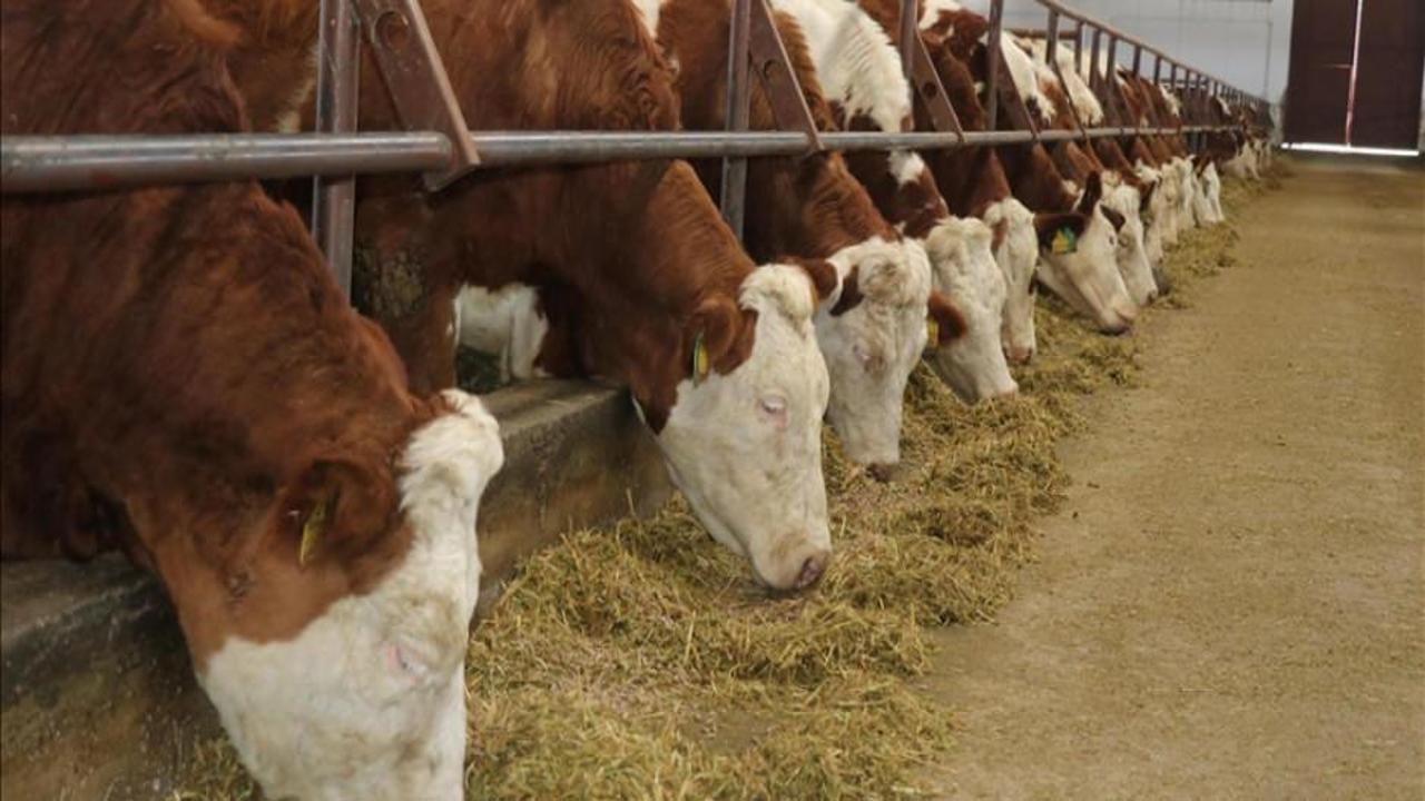 Bakan yardımcısından TARPOL’un şap raporuna tepki!