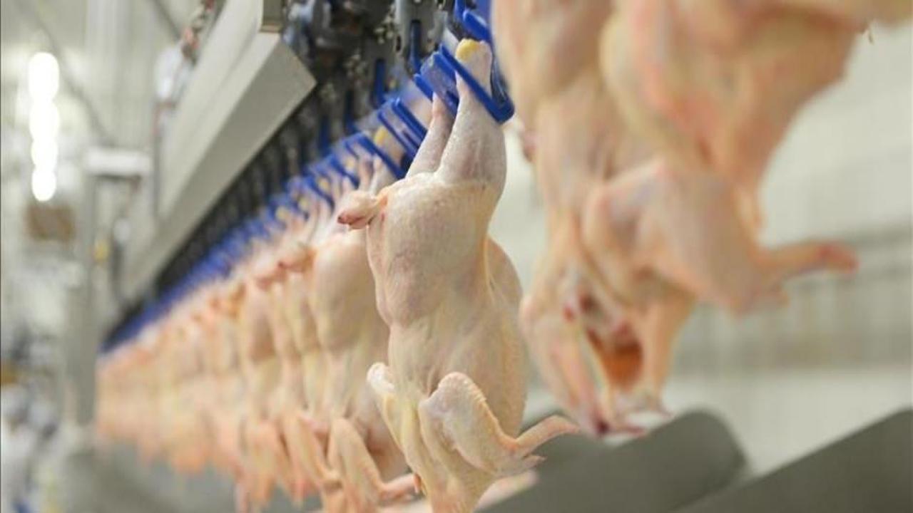 Tavuk eti üretimi mayısta yıllık bazda yüzde 11,7 arttı