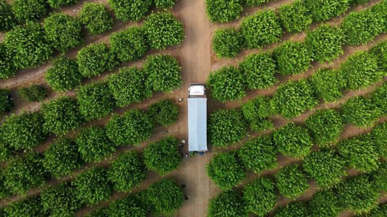 Limonda fiyatı düşürecek hasat başladı