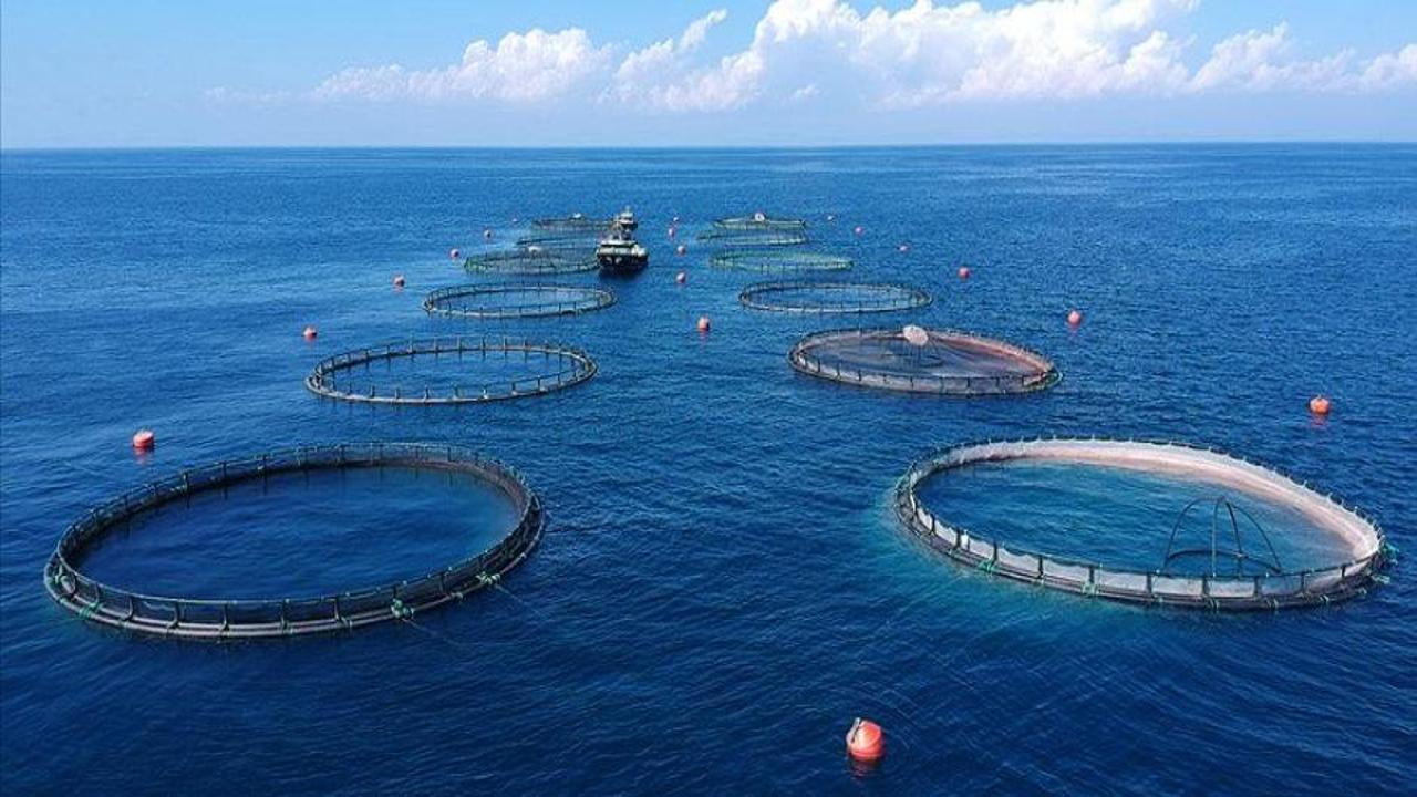 Su ürünlerinde üretim planlamasında olan tür sayısı 16’ya çıktı