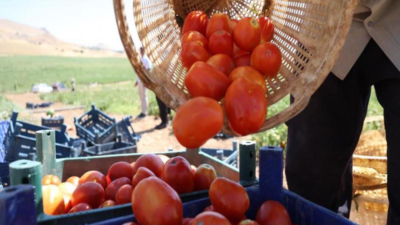 Üreticiden vatandaşa mesaj: Tezgahta 25 TL’ye alacağınıza tarladan 8 TL’ye alın!