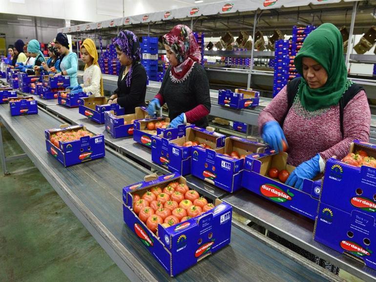 Antalya'da, Ukrayna'nın domates ve salatalıkta anti-damping kararının etkileri raporu hazırlandı