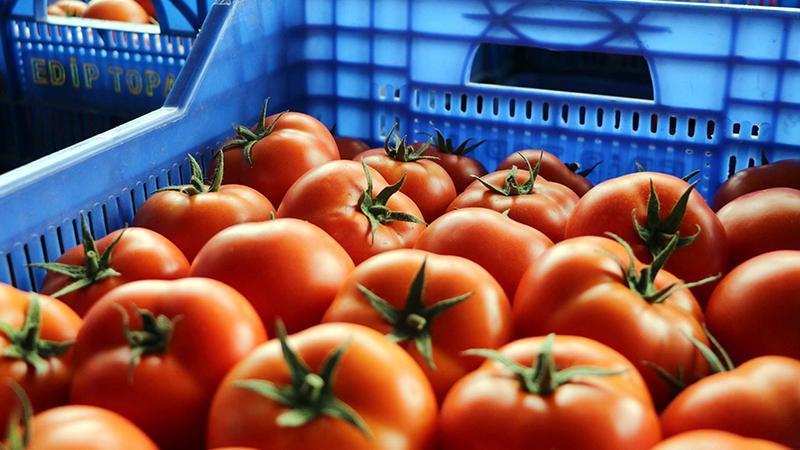 Antalya’da, Ukrayna’nın domates ve salatalıkta anti-damping kararının etkileri raporu hazırlandı