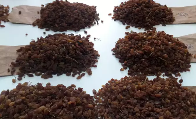 TMO’nun çekirdeksiz kuru üzüm alım fiyatı belirlendi