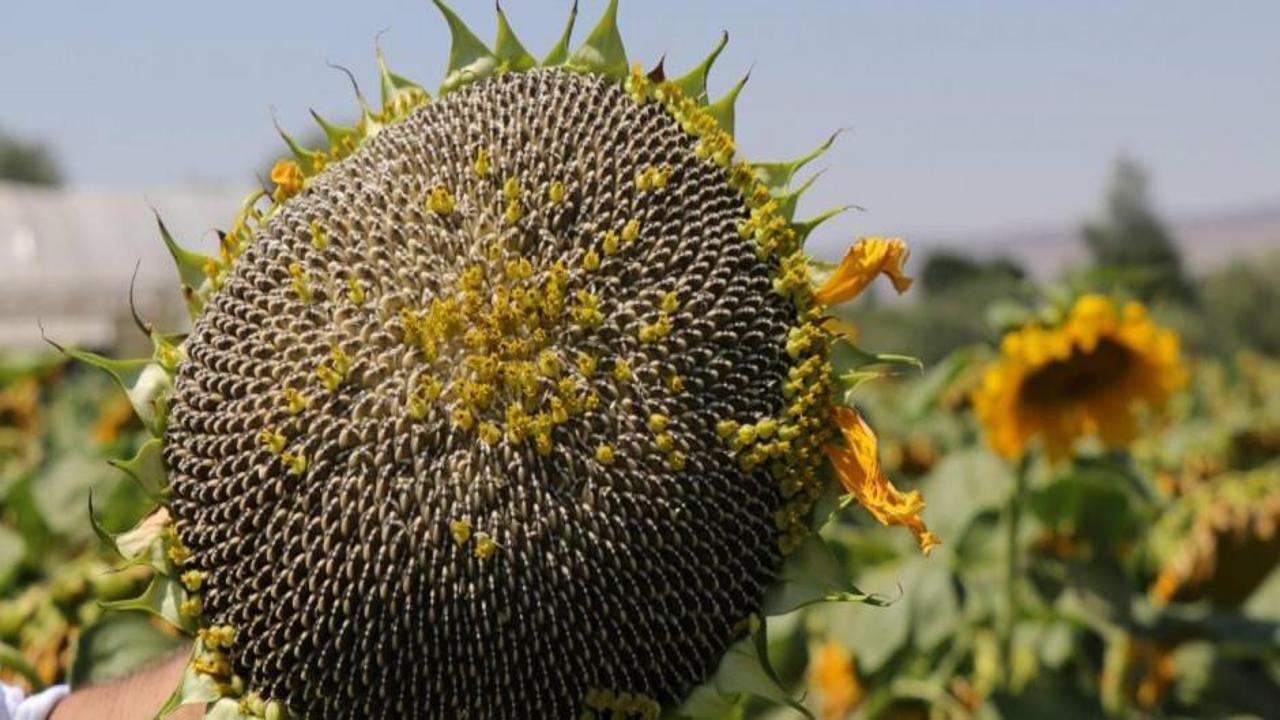 Çerezlik ayçiçeği, üreticinin yüzünü güldürdü!