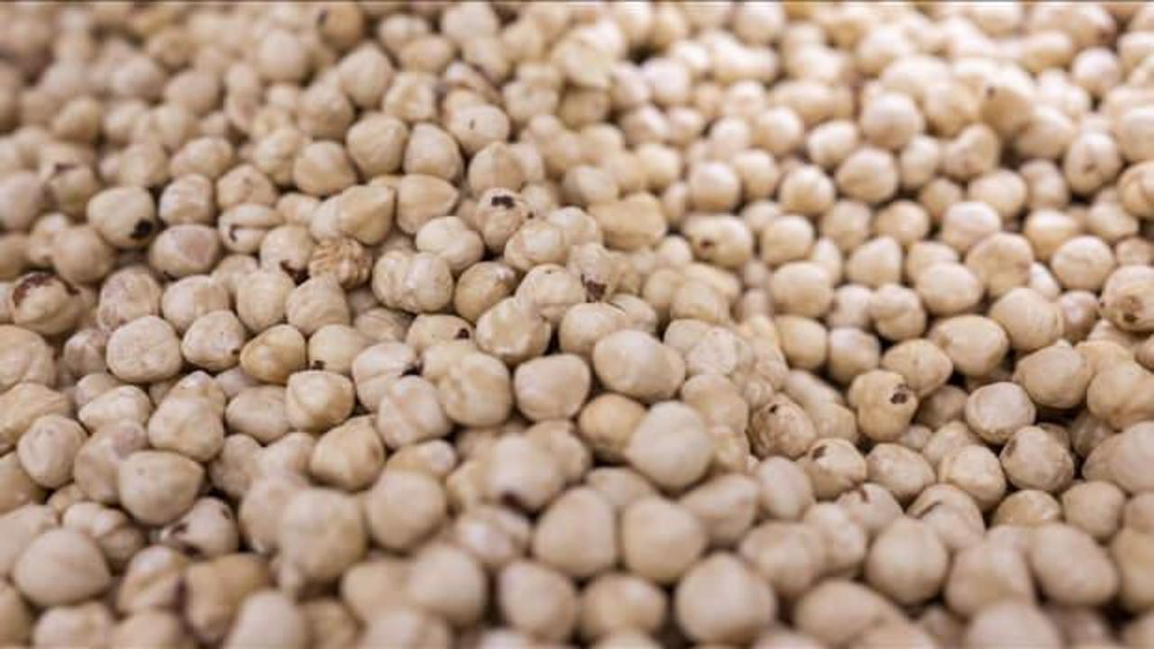 Türkiye fındık ihracat sezonunun ilk ayında 146 milyon doları aşkın gelir sağladı