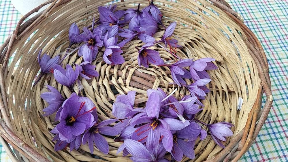 Dünyanın en pahalı baharatı! Adana'da hasat edildi Gramı tam 600 TL