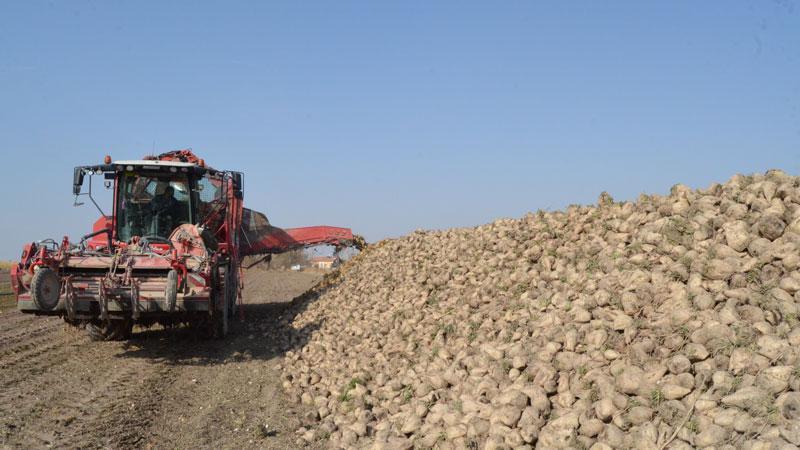 Pancar üreticisi fiyattan memnun