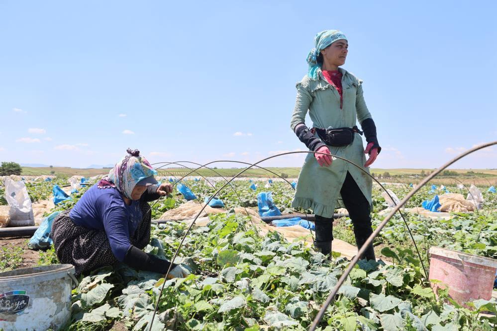 Tarlada 10, tezgahta 30 liraya satılıyor!