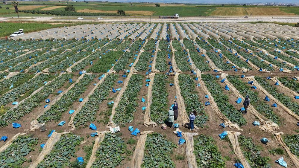 Tarlada 10, tezgahta 30 liraya satılıyor!