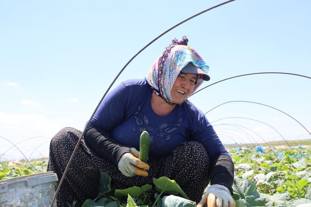 Tarlada 10, tezgahta 30 liraya satılıyor!
