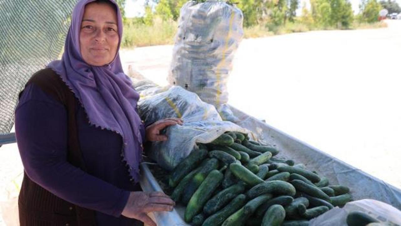 Tarlada 10, tezgahta 30 liraya satılıyor!