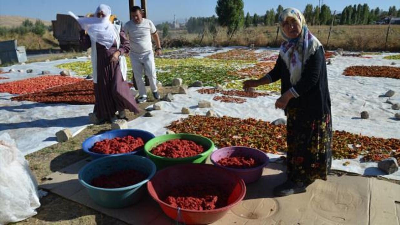 Bölgede rakibi yok! Kış sofralarının vazgeçilmezi: 25 dönümlük tarladan Avrupa’ya gidiyor