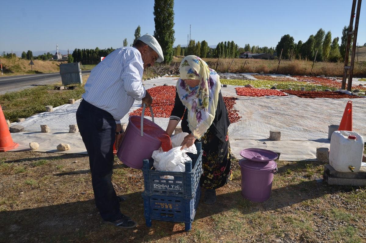 Bölgede rakibi yok! Kış sofralarının vazgeçilmezi: 25 dönümlük tarladan Avrupa'ya gidiyor