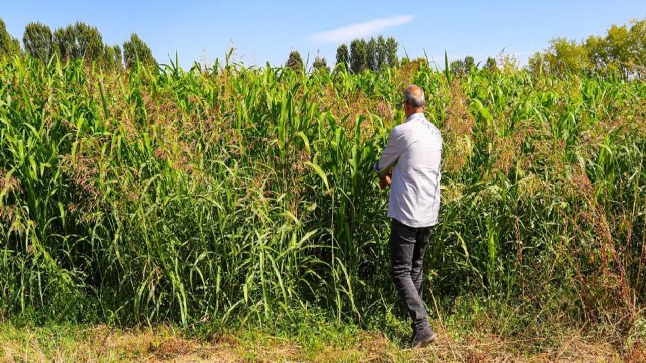 Yem maliyetini düşürecek! İlk denemede 5 ton verim alındı